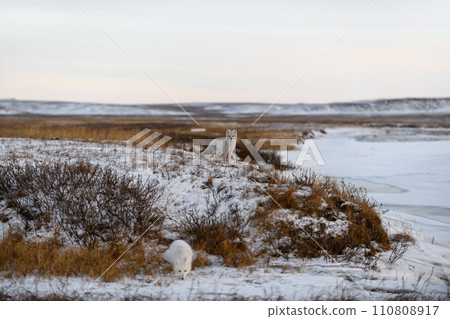 Two arctic foxes (Vulpes Lagopus) in wilde tundra. Arctic fox on the beach. 110808917