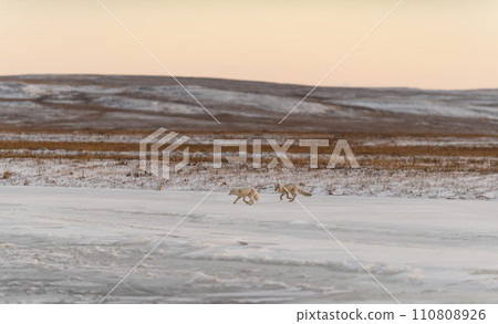 Two arctic foxes (Vulpes Lagopus) in wilde tundra. Arctic fox on the beach. 110808926