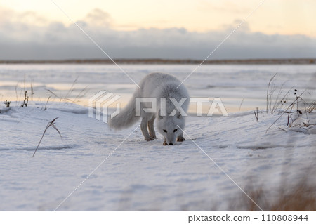 Arctic fox (Vulpes Lagopus) in winter time in Siberian tundra 110808944