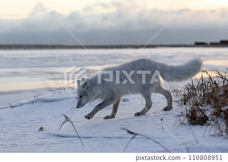Arctic fox (Vulpes Lagopus) in winter time in Siberian tundra 110808951