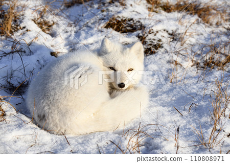 Arctic fox (Vulpes Lagopus) in wilde tundra. Arctic fox lying. Sleeping in tundra. 110808971