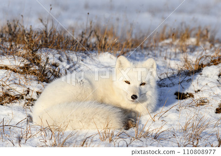 Arctic fox (Vulpes Lagopus) in wilde tundra. Arctic fox lying. Sleeping in tundra. 110808977