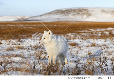 Arctic fox (Vulpes Lagopus) in winter time in Siberian tundra 110809011