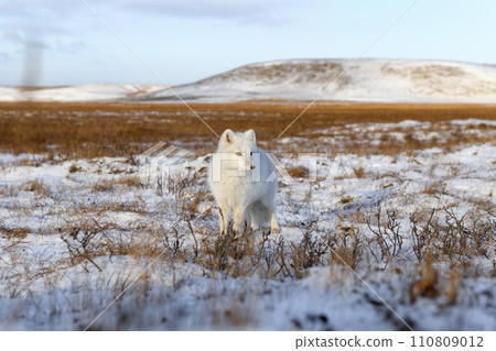 Arctic fox (Vulpes Lagopus) in winter time in Siberian tundra 110809012