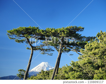Shizuoka Prefecture, Fuji over Senbon Matsubara, January 110809117