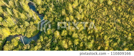 Aerial view from drone of young trees growing at the site of forest fire. Recovery of environment after disaster. Aerial view from drone of young trees growing at the site of forest fire. Recovery of environment after disaster. 110809166