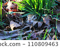 Chipmunk peeking out from its burrow 110809463