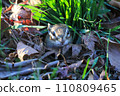 Chipmunk preparing for hibernation 110809465