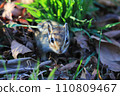 Chipmunk coming out of the burrow 110809467
