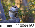 Chipmunk eating nuts 110809468