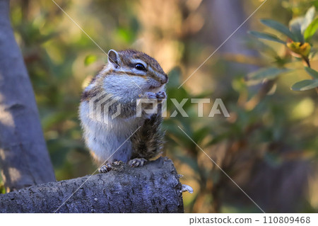 花栗鼠吃堅果 花栗鼠吃堅果 110809468