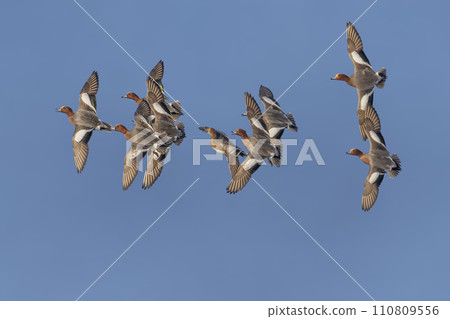 Group of Eurasian wigeon or European wigeon (Mareca penelope) in flight 110809556