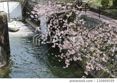 Spring cherry blossoms at Lake Biwa Canal Spring cherry blossoms at Lake Biwa Canal 110809589