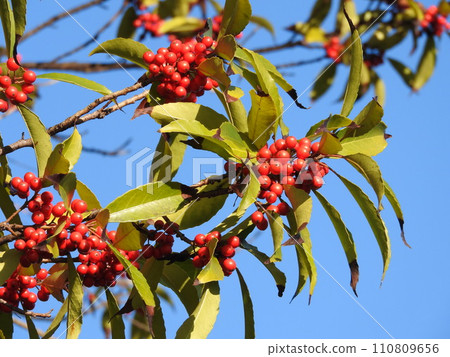 Fruit of Naninoki 110809656