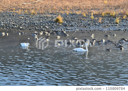 Swans and ducks at Saigawa Swan Lake, Nagano 110809784