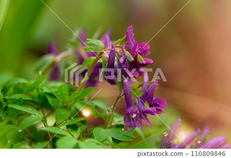 Corydalis flower. First spring violet flower blooming in the forest. Spring seasonal banner with purple bird-in-a-bush corydalis solida against a empty blurred background. 110809846