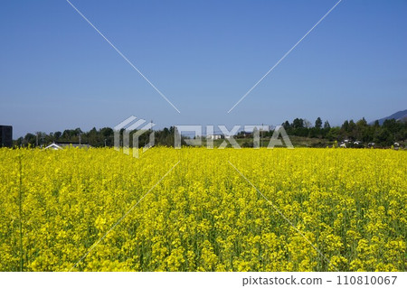 油菜花盛開的田野(岡山縣Nayoshi鎮的景觀) 油菜花盛開的田野(岡山縣Nayoshi鎮的景觀) 110810067