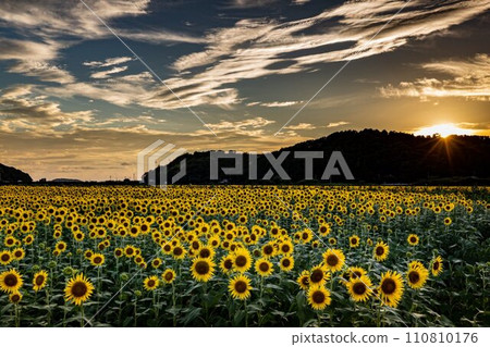 Sunflower field dyed in the setting sun 110810176