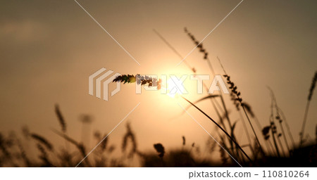 Grass field sunset Beautiful landscape with grasses meadow on sunlight. Countryside heaven amazing field scene grass meadow on sunbeam nature dawn. Sunset dawn landscape vibrant scenery horizontal 110810264