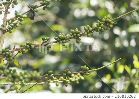 Green coffee bean berry plant fresh raw seed coffee tree growth in eco organic farm. Close up Green seed berries harvest arabica coffee garden. Fresh coffee bean green leaf bush ecology berry plant Green coffee bean berry plant fresh raw seed coffee tree growth in eco organic farm. Close up Green seed berries harvest arabica coffee garden. Fresh coffee bean green leaf bush ecology berry plant 110810268