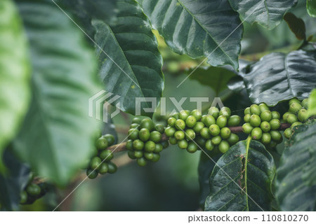 Green coffee bean berry plant fresh raw seed coffee tree growth in eco organic farm. Close up Green seed berries harvest arabica coffee garden. Fresh coffee bean green leaf bush ecology berry plant Green coffee bean berry plant fresh raw seed coffee tree growth in eco organic farm. Close up Green seed berries harvest arabica coffee garden. Fresh coffee bean green leaf bush ecology berry plant 110810270