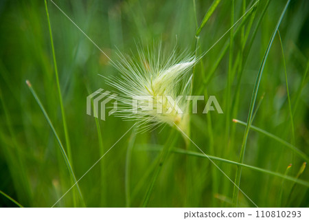 Grass field sunset Beautiful landscape with grasses meadow on sunlight. Countryside heaven amazing field scene grass meadow on sunbeam nature dawn. Sunset dawn landscape vibrant scenery horizontal 110810293