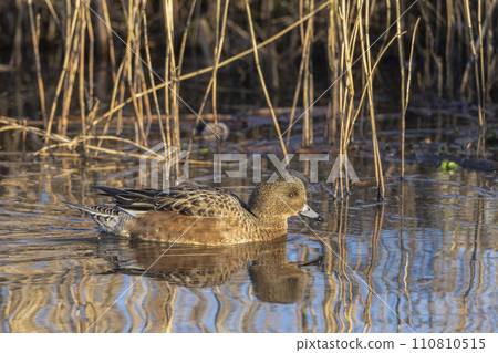 Swimming female Eurasian wigeon or European wigeon (Mareca penelope) Swimming female Eurasian wigeon or European wigeon (Mareca penelope) 110810515