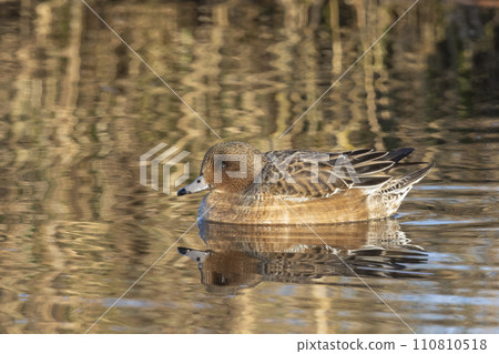 Swimming female Eurasian wigeon or European wigeon (Mareca penelope) Swimming female Eurasian wigeon or European wigeon (Mareca penelope) 110810518
