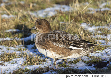 Female Eurasian wigeon or European wigeon (Mareca penelope) 110810519