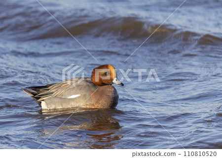 Swimming male Eurasian wigeon or European wigeon (Mareca penelope) 110810520