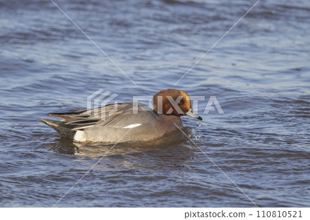 Swimming male Eurasian wigeon or European wigeon (Mareca penelope) Swimming male Eurasian wigeon or European wigeon (Mareca penelope) 110810521