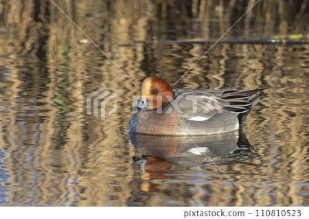 Swimming male Eurasian wigeon or European wigeon (Mareca penelope) Swimming male Eurasian wigeon or European wigeon (Mareca penelope) 110810523