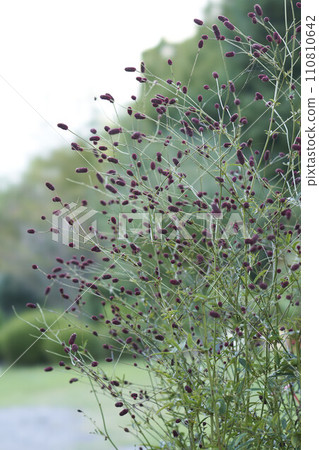 Flower of a bite 110810642