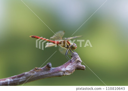 Red dragonfly 110810643