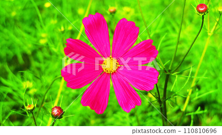 Beautiful landscape of cosmos flowers Beautiful landscape of cosmos flowers 110810696