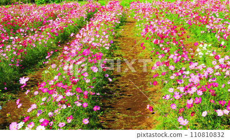 Beautiful landscape of cosmos flowers 110810832