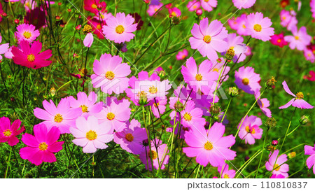 波斯菊美麗的風景 110810837
