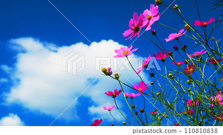 波斯菊美麗的風景 110810838
