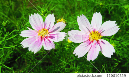 Beautiful landscape of cosmos flowers 110810839