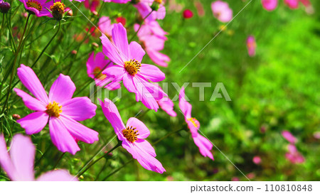 Beautiful landscape of cosmos flowers 110810848