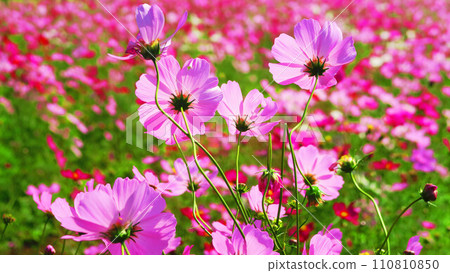 波斯菊美麗的風景 110810850