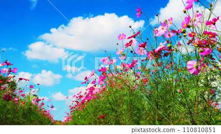 波斯菊美麗的風景 波斯菊美麗的風景 110810851