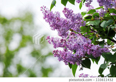 syringa vulgaris blossom in spring. floral nature background of purple lilac 110811432