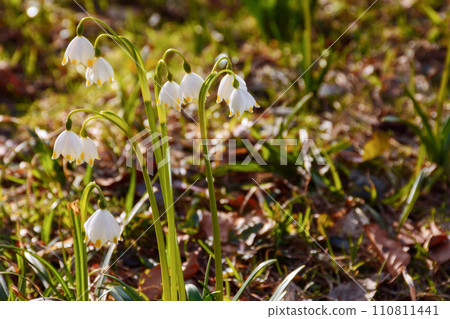 spring snowflake blooming on the forest glade. beautiful nature background of leucojum vernum plant 110811441