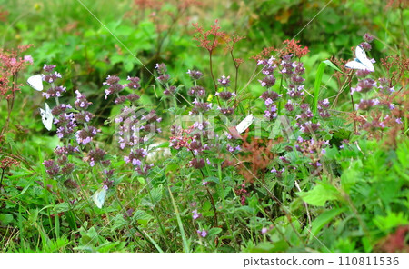 盛夏的伊吹山（滋賀縣）、黑甘藍和菜粉蝶 110811536