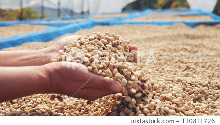 Close up Hand with Raw coffee beans heap dry green seed. Farmer's hands selected waste rod unroasted grain in eco farm. Arabica farm plant coffee bean agriculture objects. Sun dried Fresh black coffee Close up Hand with Raw coffee beans heap dry green seed. Farmer's hands selected waste rod unroasted grain in eco farm. Arabica farm plant coffee bean agriculture objects. Sun dried Fresh black coffee 110811726