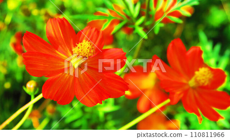 Landscape with flowers of Kibana cosmos Landscape with flowers of Kibana cosmos 110811966
