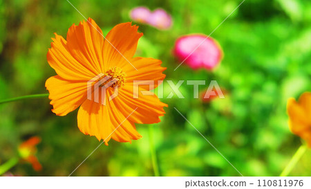 景觀與基巴納波斯菊花海 110811976