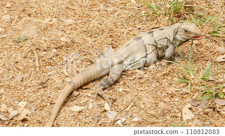 Iguana at Uxmal ruins, Mexico Iguana at Uxmal ruins, Mexico 110812083