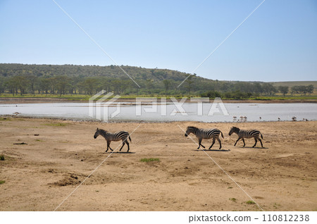 Magnificent Zebra Grazing on Vast Serengeti Savannah, Iconic Wildlife Magnificent Zebra Grazing on Vast Serengeti Savannah, Iconic Wildlife 110812238
